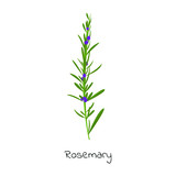 Fototapeta Sypialnia - Rosemary herb isolated vector illustration.