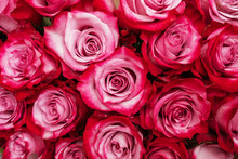 Beautiful Pink Red Roses Background