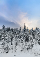 Wall Mural - snow covered trees under light blue sky with clouds. pines and smaller trees in soft light arctic sk
