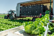 Tractor with production line for harvest lettuce automatically. Lettuce iceberg picking machine on the field in farm.