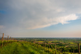 Fototapeta Dmuchawce - Evening storm in the vineyards