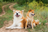 Fototapeta Konie - Two Japanese dogs: Akita inu and Shiba inu