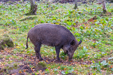 Canvas Print - Wild boar in a  forest