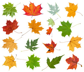 Canvas Print - set from various leaves of maple trees isolated