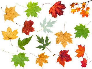 Canvas Print - various leaves of maple trees isolated