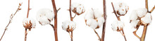 Collection Of Dried Twigs Of Cotton Plant Isolated
