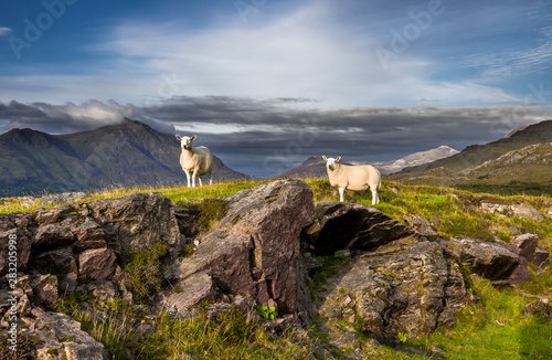 Cuadros en Lienzo Sheep On Top Of Rocky Hill In Scenic Rural Landscape In Scotland