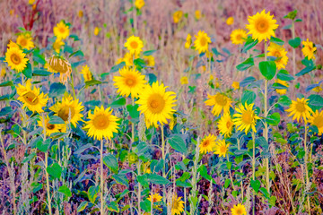 Wall Mural - blooming sunflowers on a field