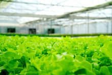 Green Oaks Lettuce In Green House Hydroponic Farm. One Of Famous Vegetable In Salad Dish. Nutrient And Health Benefits Having A Lot Of Vitamin For Human Life. Healthy Food Concept.