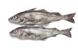  Fresh raw whole haddock fishes
