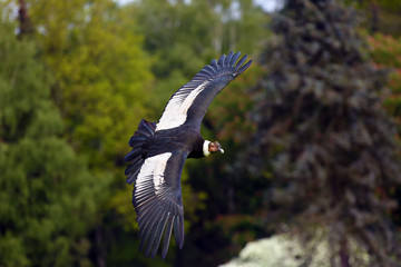 the andean condor (vultur gryphus) flies with green trees in the background. big predator flying in 