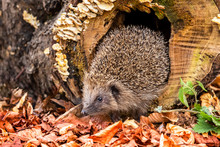 Hedgehog, Wild, Native, European Hedgehog In Natural Woodland Habitat With Autumn Leaves And Fungi.  Landscape, Horizontal, Space For Copy.