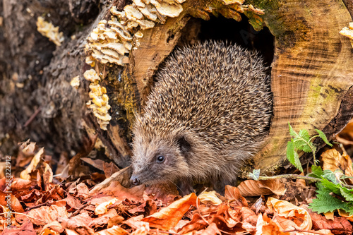 Fotografía Hedgehog, wild, native, European hedgehog in natural woodland habitat with Autumn leaves and fungi
