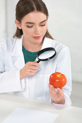 Wall Mural - dietitian in white coat looking at tomato through magnifying glass