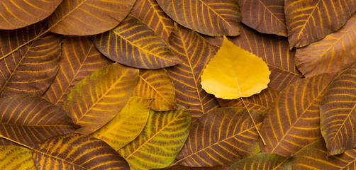 Poster - Autumn fallen bronze and yellow leaves covered ground