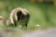 Little goose
