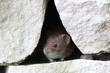 Mouse in hole looking at left