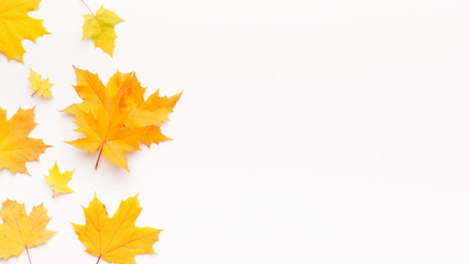 Yellow fallen Maple leaves making frame on white background