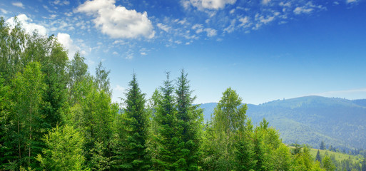 Wall Mural - Evergreen fir trees in mountains
