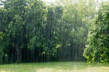 Heavy Summer Rain In The Garden In Hungary