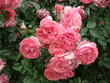 Fotografia przedstawiająca różowe róże na zielonym tle.