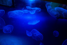 Blue Jellyfish In Aquarium