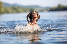 Dog Swimming In Water - English Springer Spaniel