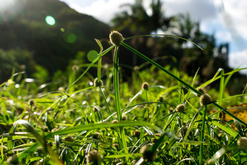 A lone spiklet on a grass like weed, sedge (Kyllinga brevifolia) grows above the rest towards the bright sun on a sunny day.