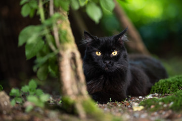 portrait of a black domestic longhair cat outdoors in the nature looking at camera curiously