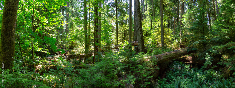 Beautiful View of the Rain Forest during a vibrant sunny summer day. Taken in MacMillan Provincial Park, Vancouver Island, British Columbia, Canada. - obrazy, fototapety, plakaty 