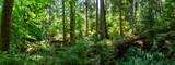 Fototapeta Las - Beautiful View of the Rain Forest during a vibrant sunny summer day. Taken in MacMillan Provincial Park, Vancouver Island, British Columbia, Canada.