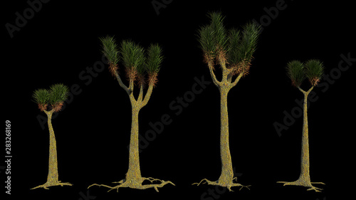 Fotografía Sigillaria group, tree-like plant from the Carboniferous and Permian period isol