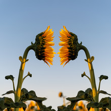 My Projection Onto You- One Sunflower Facing The Other Symmetrical Composition To Illustrate The Psychological Concept Of Projection 