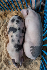 Two young large pigs lay asleep on a bed of wood shavings at county fair, top view