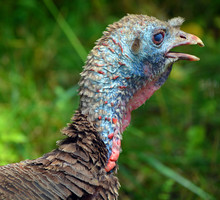 The Wild Turkey (Meleagris Gallopavo) Is An Upland Ground Bird Native To North America And Is The Heaviest Member Of The Diverse Galliformes.