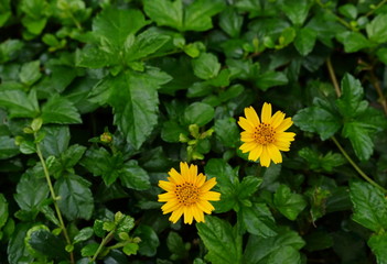 Closeup of two creeping daisy flowers blooming in garden on sunny day