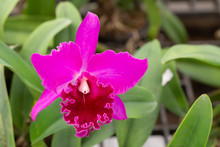 Beautiful Purple  Hybrid Cattleya Orchid