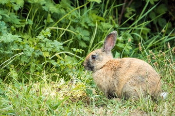 one cute brown bunny sitting on dense grass field nipping on grasses in front of bushes