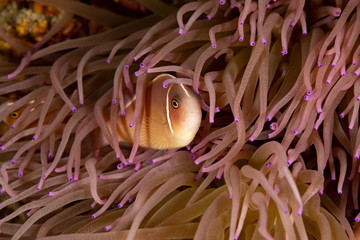 Clownfish or anemonefish are fishes from the subfamily Amphiprioninae in the family Pomacentridae