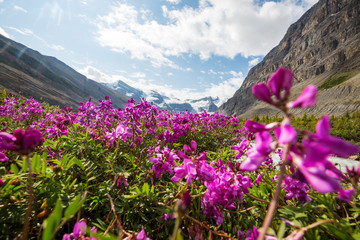 Canvas Print - Mountains meadow