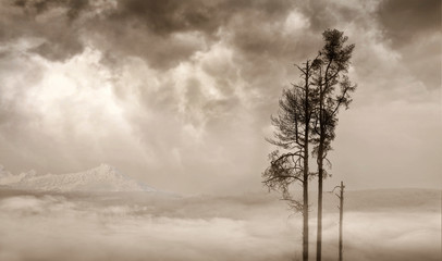 Beautiful landscape with three pine trees and bird on foggy day