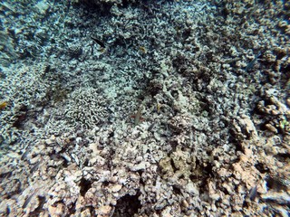 Seychelles reef snorkelling