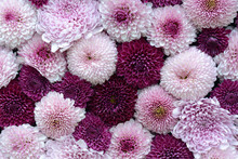 Beautiful Flower Background Of Pink And Purple Chrysanthemums