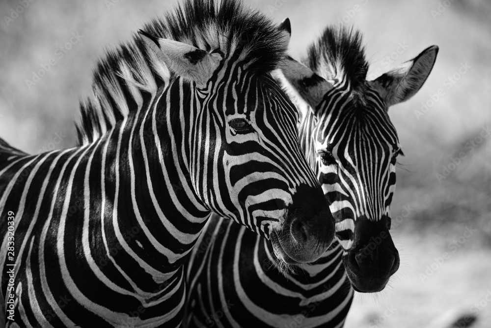 close up of zebra - obrazy, fototapety, plakaty 