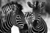 Fototapeta Zebra - portrait of a zebra