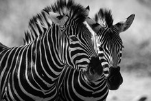 Close Up Of Zebra