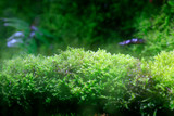 Fototapeta Kuchnia - moss and lichen