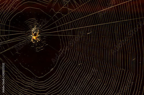 Cuadros en Lienzo Glowing domestic house spider in the corner close-up on a dark background