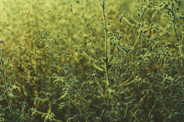 the grass and flower background with sunlight