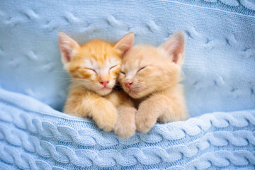 Baby cat. Ginger kitten sleeping under blanket